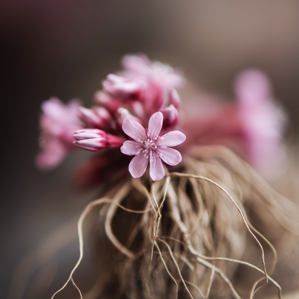 Valerian Root
